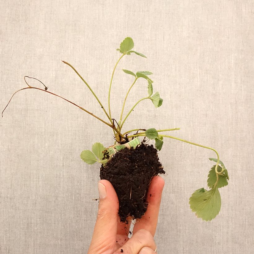 Exemplar von Erdbeere Senga Sengana Bio Plug 5 cm x 7 cm wie im Herbst geliefert