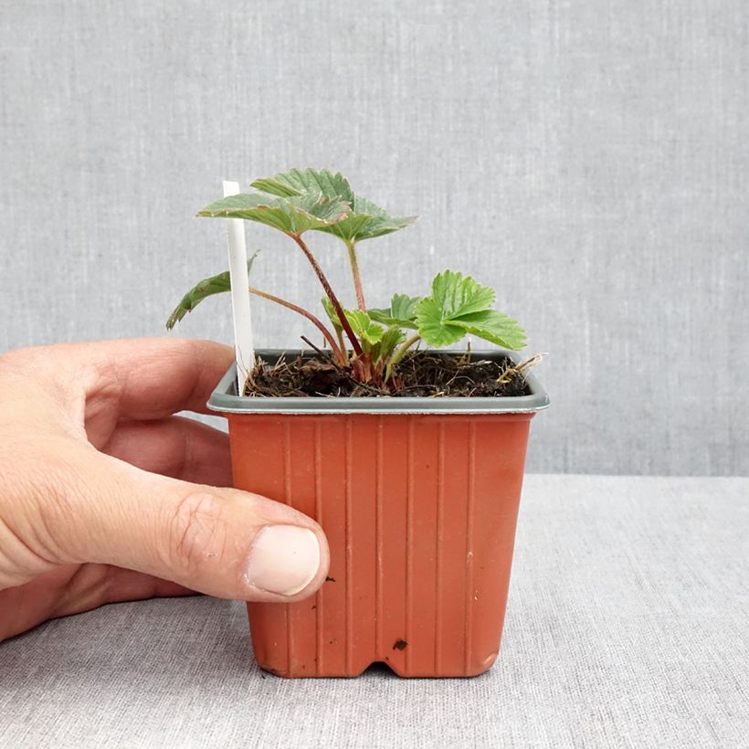 Example of Erdbeere Strawberry Ice Kleine Töpfe von 8/9 cm as you get in printemps