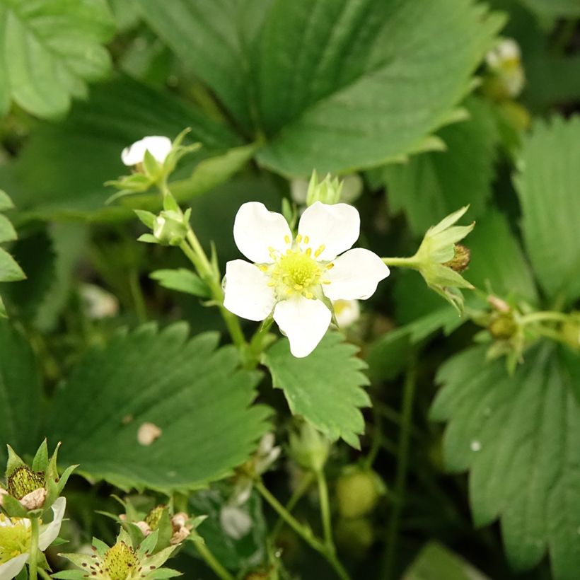 Erdbeere White Pineberry (Flowering)