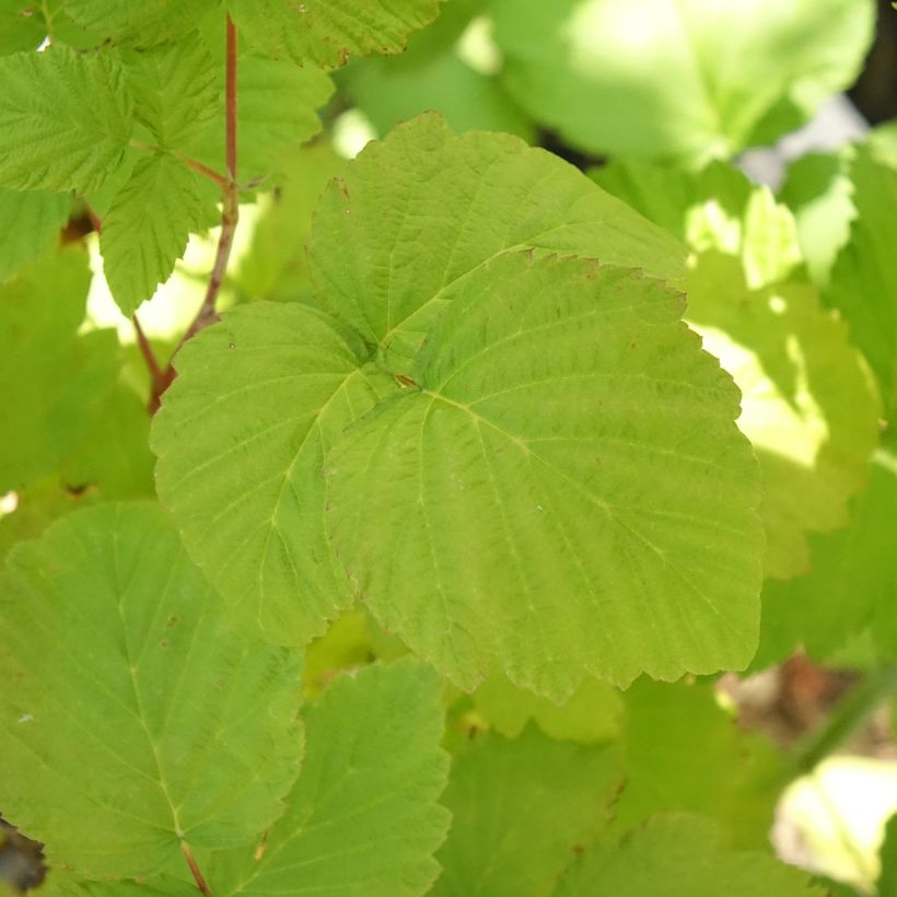 Schwarze Himbeere Black Jewel Bio - Rubus occidentalis (Laub)