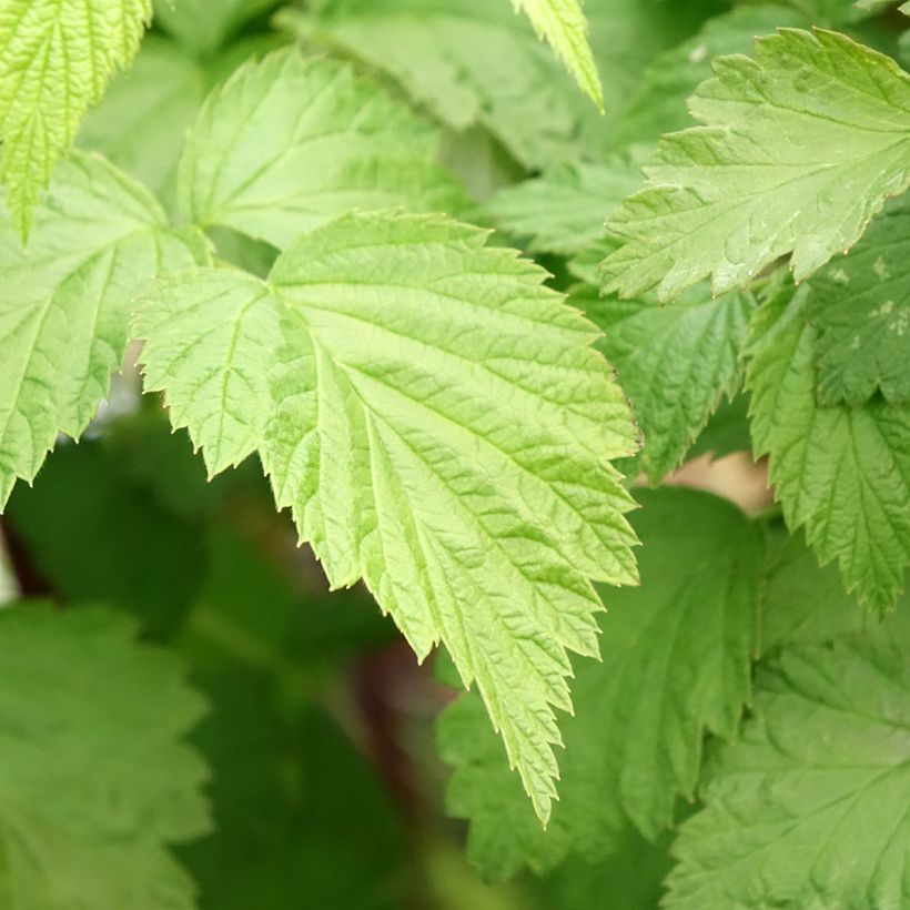 Schwarze Himbeere Black Jewel - Rubus occidentalis (Foliage)