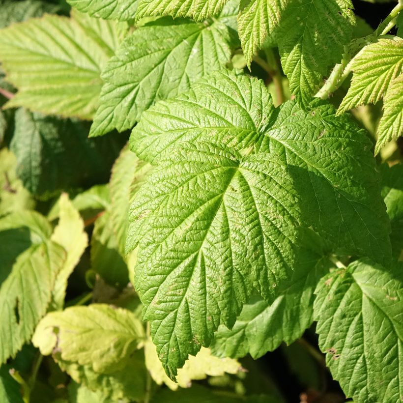 Himbeere Blissy Bio (Laub)