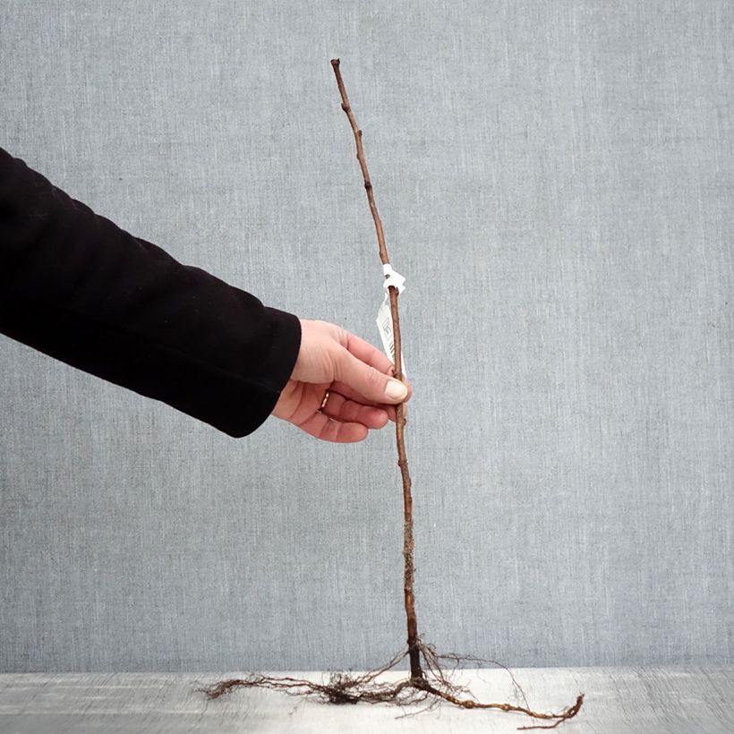 Exemplar von Himbeere Blissy Wurzelnackt, Strauch wie im Winter geliefert