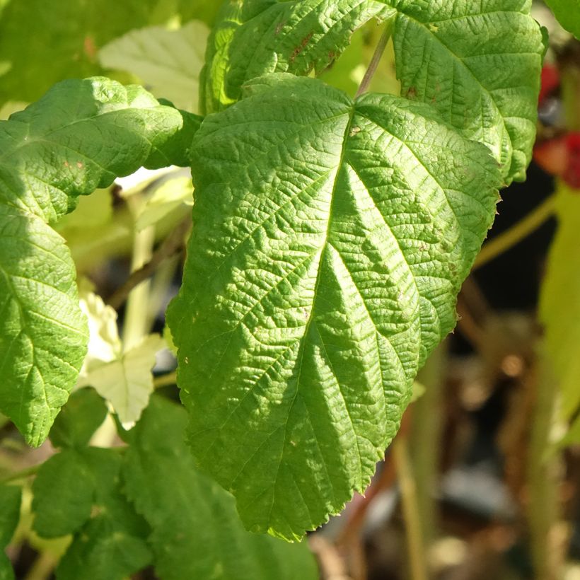 Himbeere Bohème Bio (Foliage)