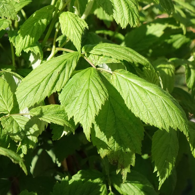 Himbeere Carmen Love (Laub)