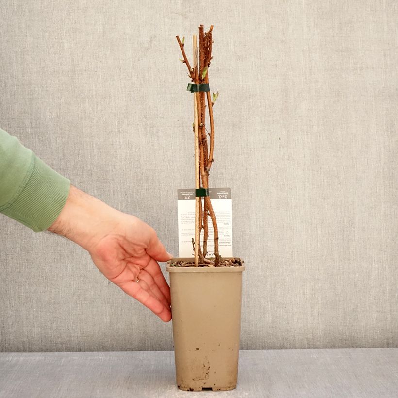 Example of Himbeere Carmen Love Topf mit 1,5L/2L, Strauch/Busch, mehrstämmig as you get in hiver