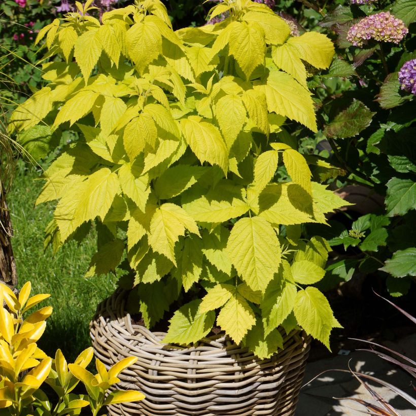 Himbeere Groovy (Jdeboer005) (Plant habit)