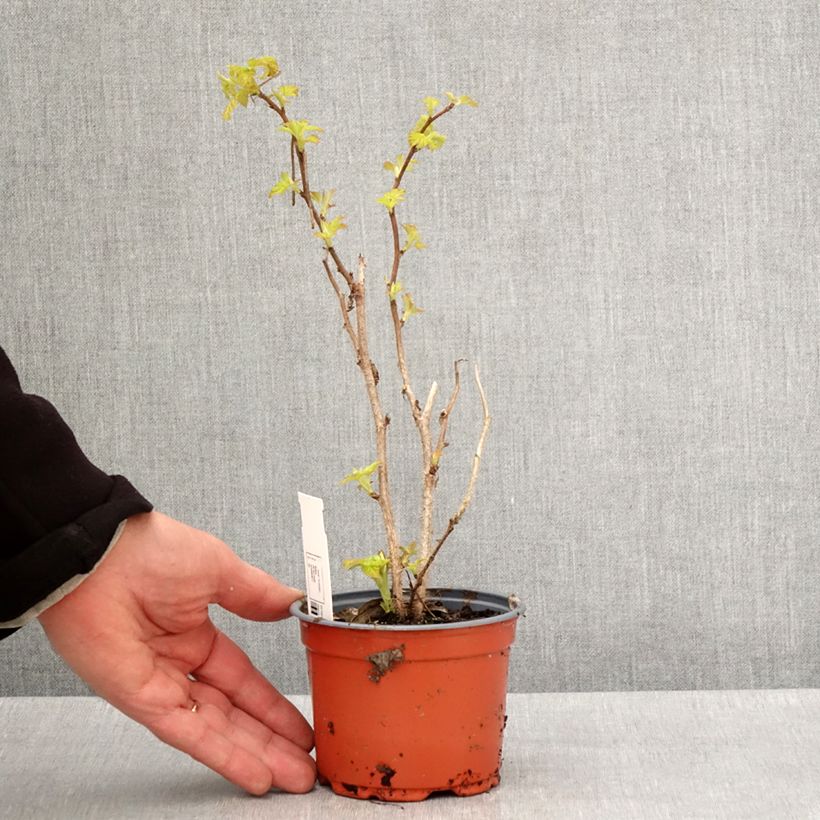 Example of Himbeere Groovy (Jdeboer005) Topf 12 cm / 13 cm, Strauch/Busch, mehrstämmig as you get in printemps