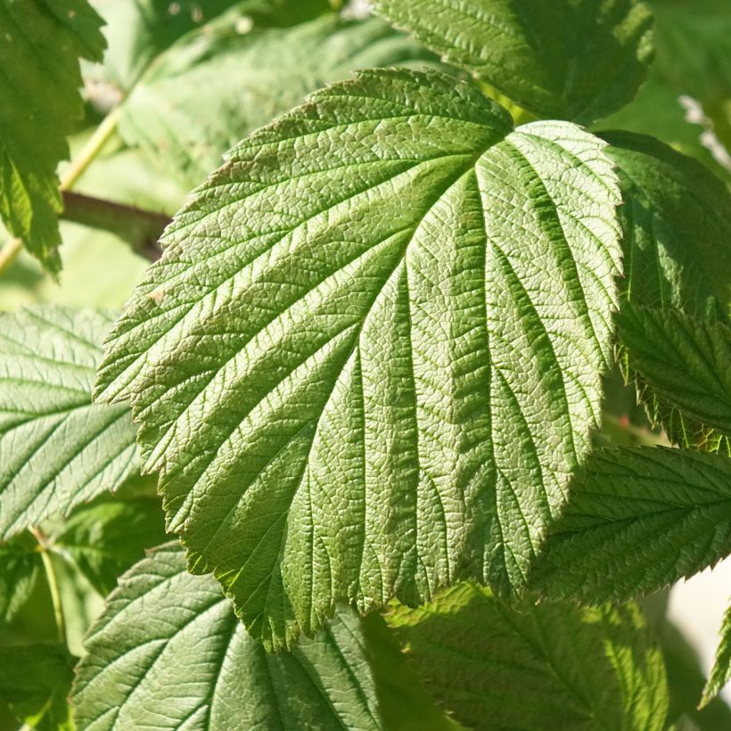 Himbeere Heritage Bio (Foliage)