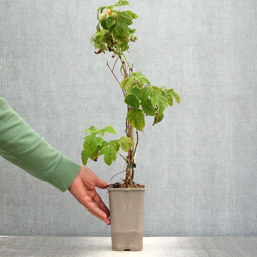 Exemplar von Zwerghimbeere Lowberry Little Orangelina Topf mit 1,5L/2L wie im Sommer geliefert