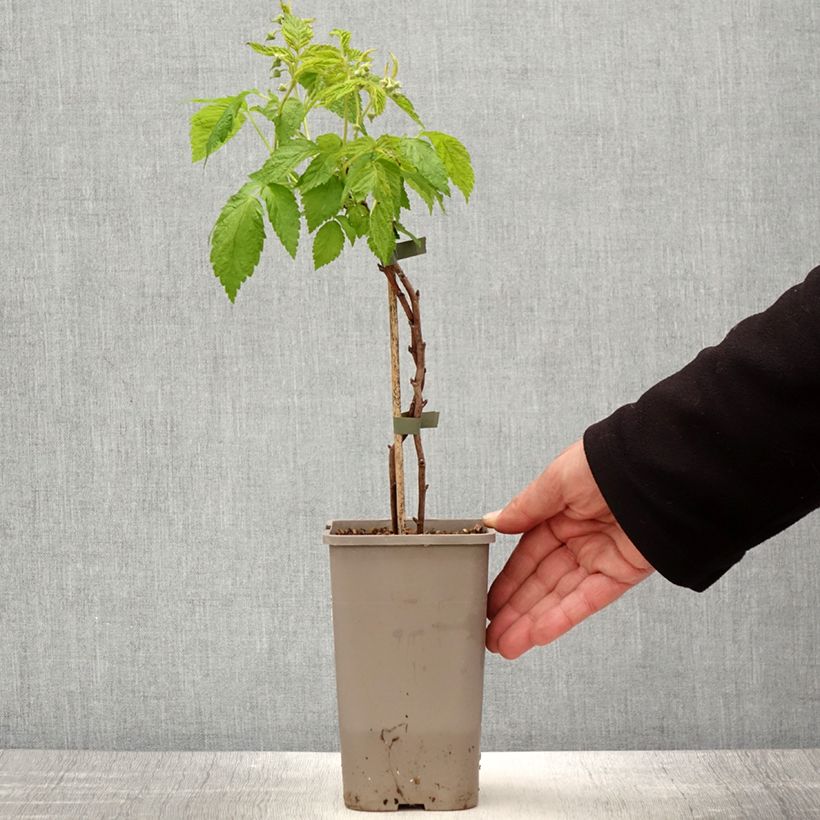 Example of Zwerghimbeere Lowberry Little Orangelina Topf mit 1,5L/2L as you get in printemps