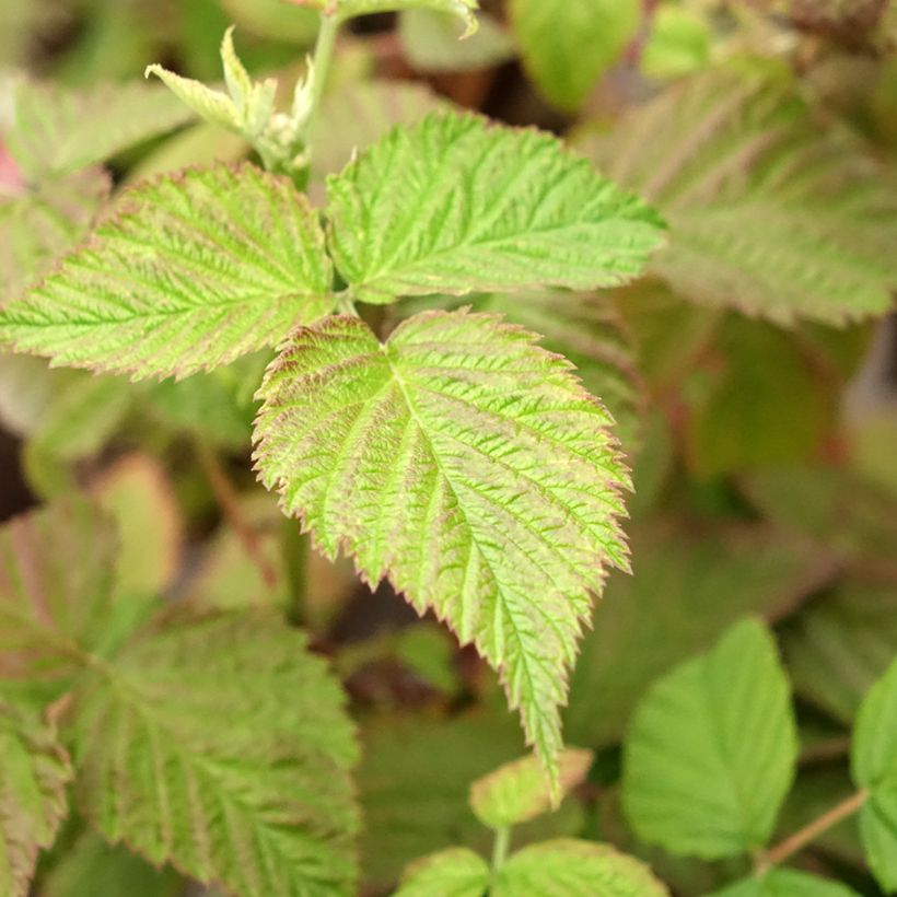 Himbeere Mademoiselle Françoise (Laub)