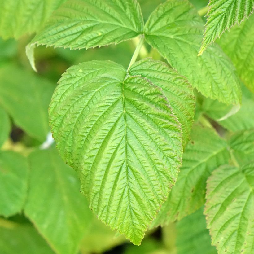 Himbeere Marastar Bio (Laub)