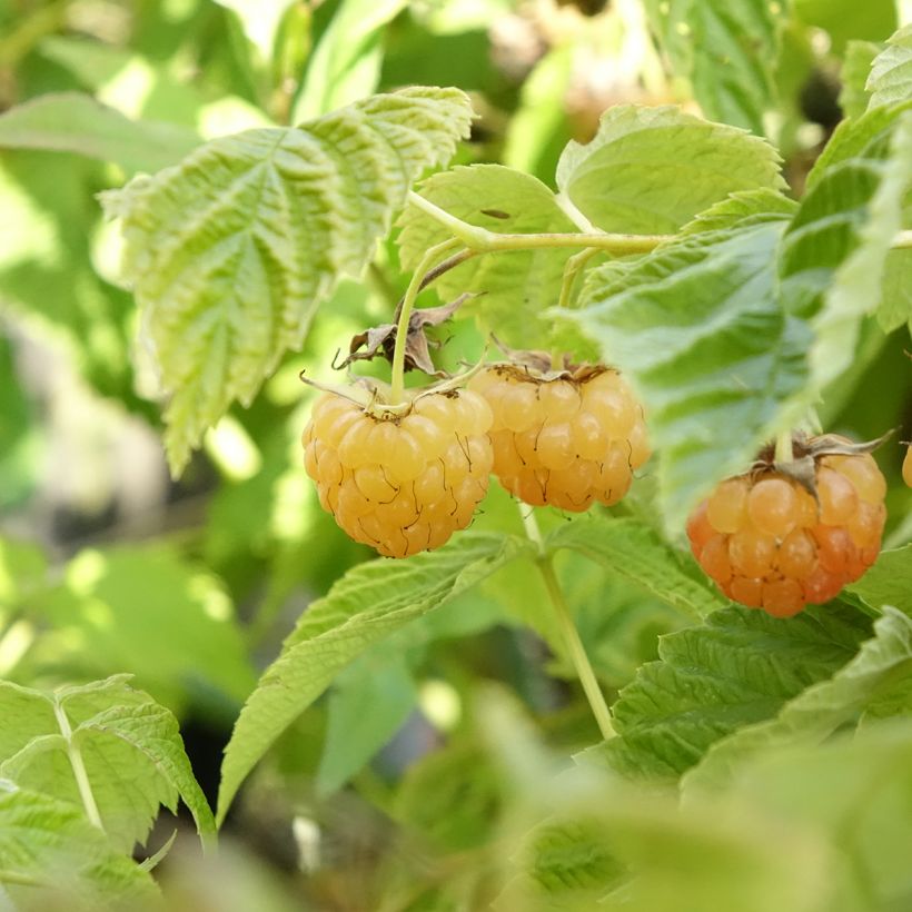 Zwerghimbeere Lowberry Little Orangelina (Harvest)