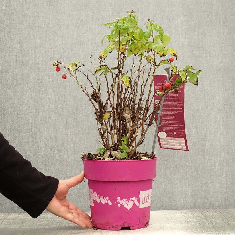 Exemplar von Framboisier nain remontant Lucky Berry - Rubus idaeus Pot de 4L/5L, Touffe wie im Herbst geliefert