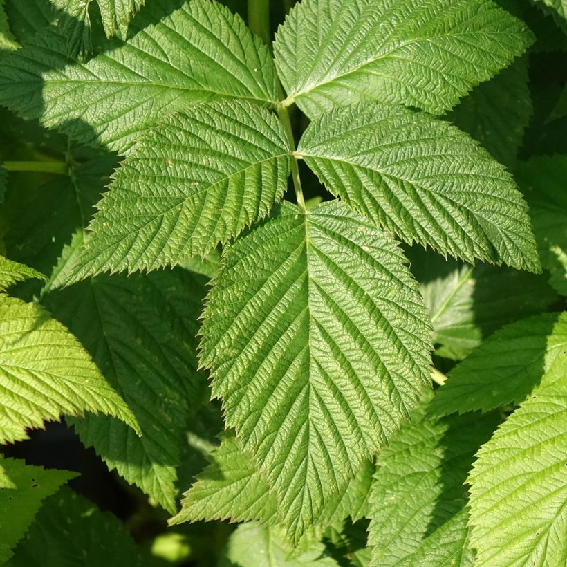 Himbeere Paris Bio (Laub)