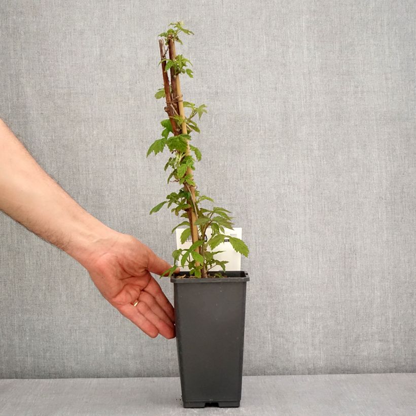 Example of Himbeere Primeberry Autumn Happy Topf mit 1,5L/2L as you get in printemps