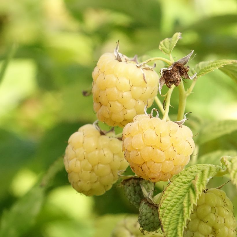 Himbeere Primeberry Autumn Sun (Ernte)