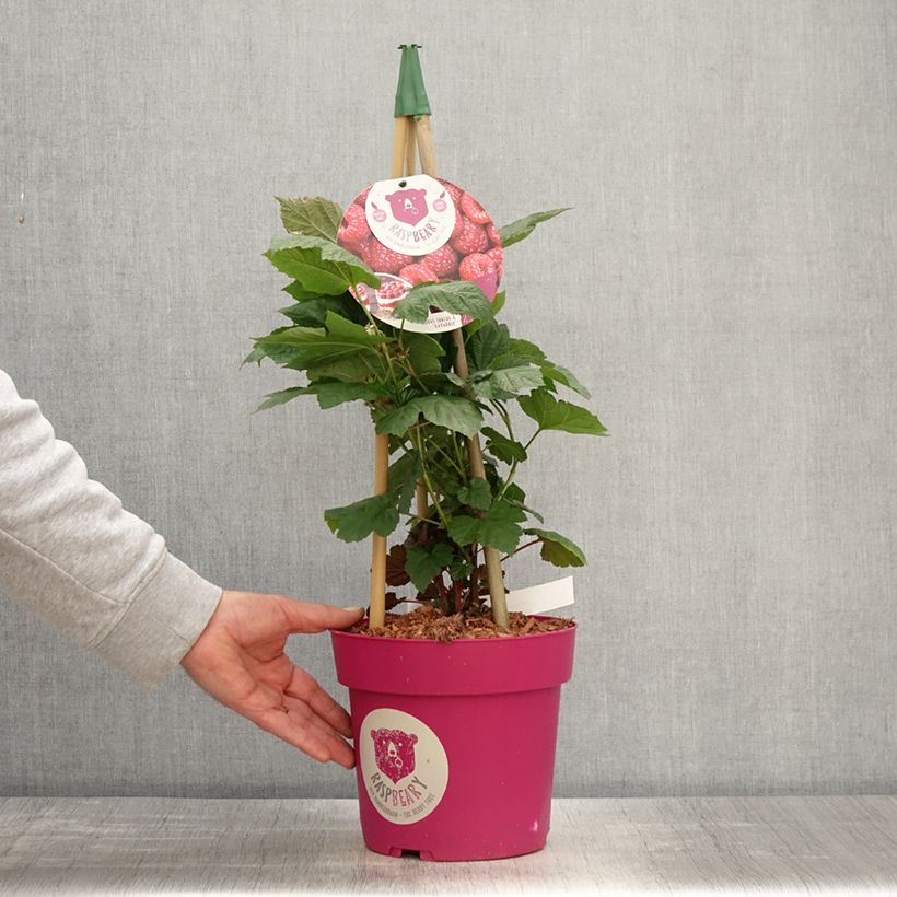 Example of Himbeere Raspbeary Topf mit 4L/5L, Strauch/Busch, mehrstämmig as you get in printemps