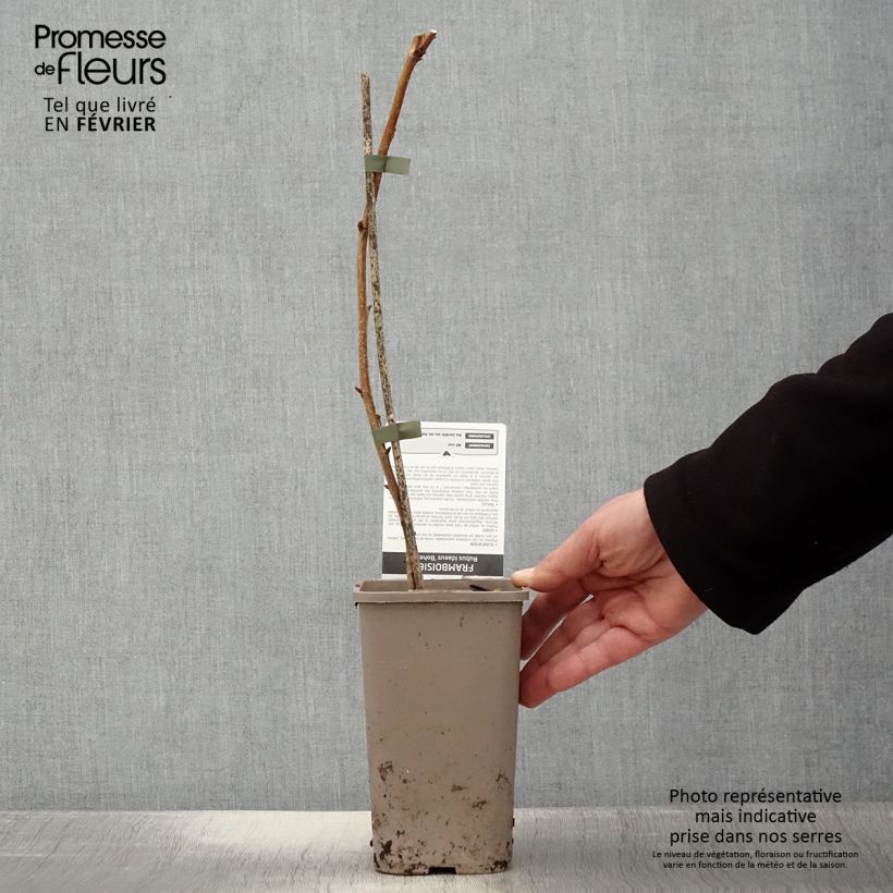 Exemplar von Framboisier remontant Bohème Pot de 1,5L/2L, Touffe wie im Winter geliefert