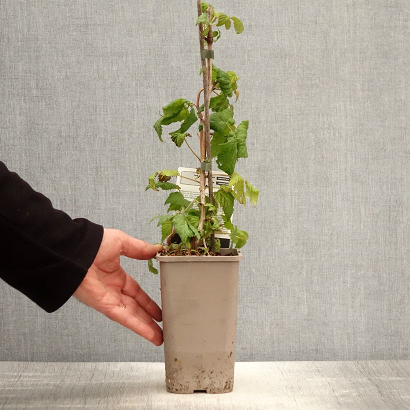 Exemplar von Himbeere Bohème Topf mit 1,5L/2L, Strauch/Busch, mehrstämmig wie im Frühjahr geliefert