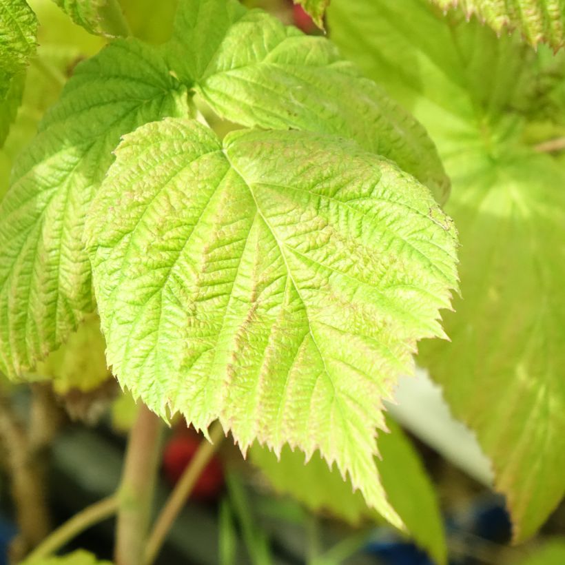 Himbeere FRUITALITY Frambélise (Laub)