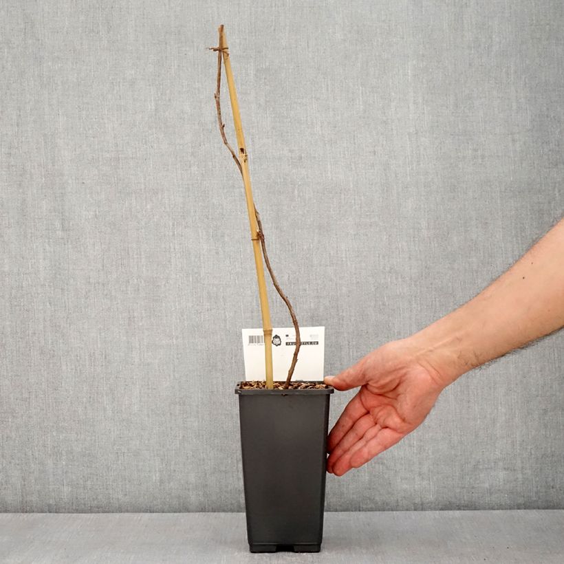 Exemplar von Himbeere Malling Passion Topf mit 2L/3L wie im Frühjahr geliefert