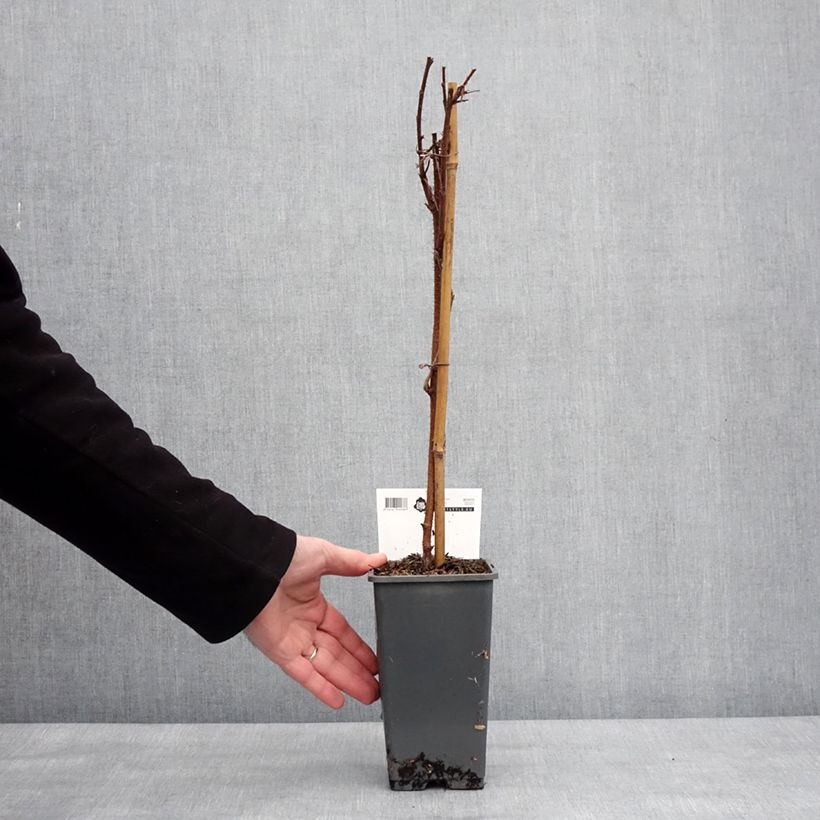 Exemplar von Framboisier remontant Malling Passion - Rubus idaeus (remontant) Pot de 2L/3L wie im Winter geliefert
