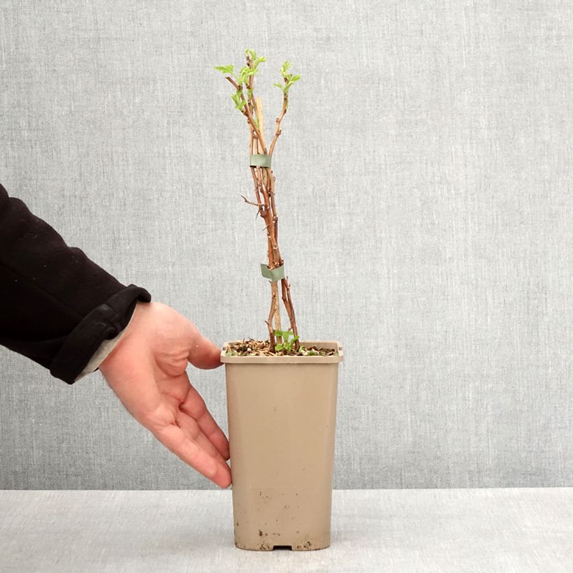 Example of Himbeere Schlaraffia Golddigger Topf mit 1,5L/2L, Strauch/Busch, mehrstämmig as you get in printemps