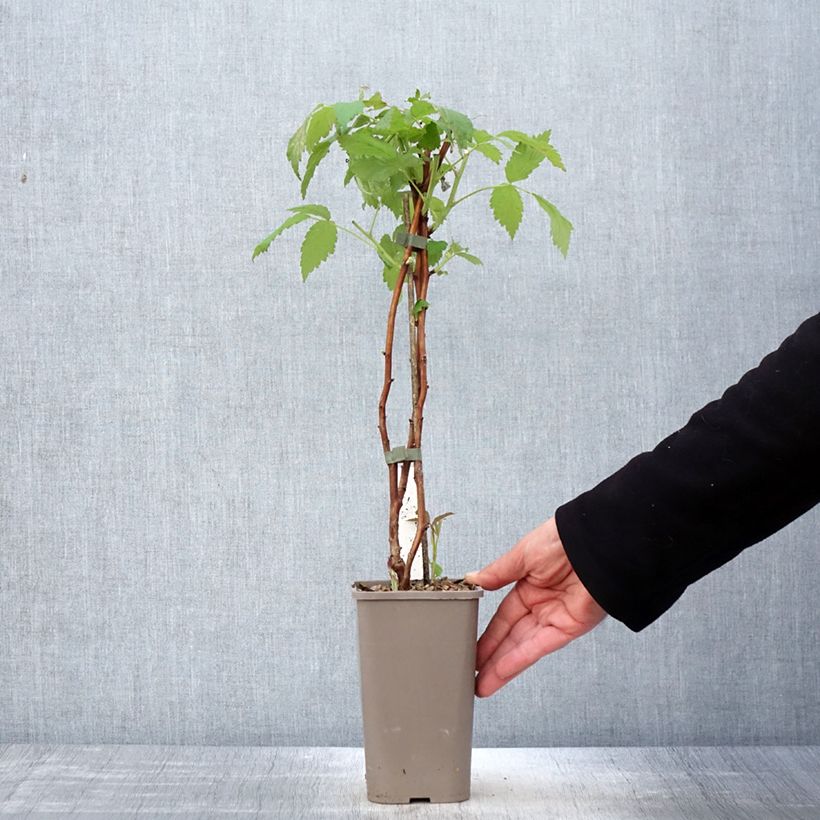 Example of Himbeere Twotimer Allyouneed Topf mit 1,5L/2L as you get in printemps