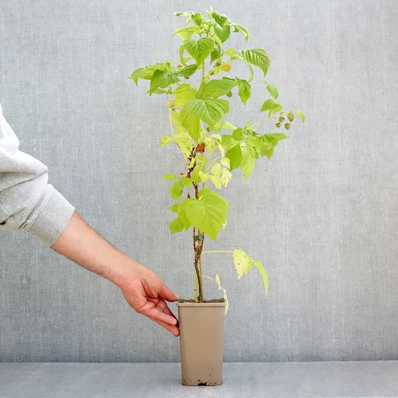 Exemplar von Himbeere Twotimer Sugana Yellow Topf mit 1,5L/2L wie im Frühjahr geliefert