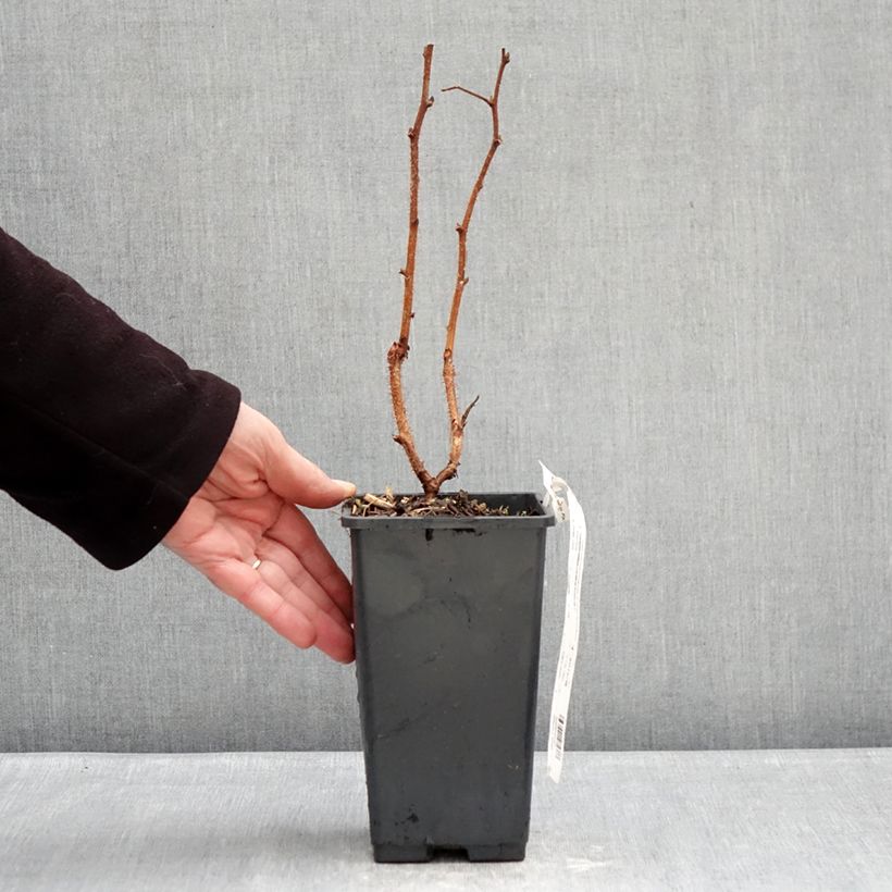 Example of Himbeere Valentina Topf mit 1,5L/2L, Strauch/Busch, mehrstämmig as you get in hiver