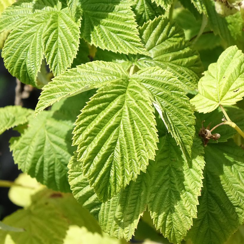 Himbeere Violette (Laub)