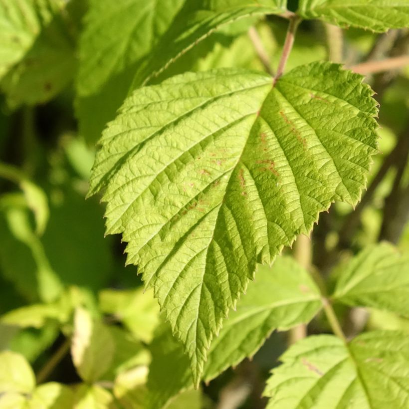 Himbeere Willamette Bio (Foliage)
