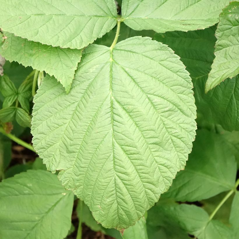 Himbeere Zefa Herbsternte (Laub)