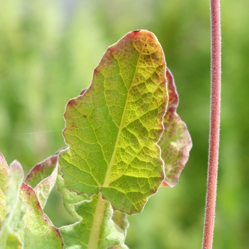 Francoa sonchifolia - Brautkranz (Laub)