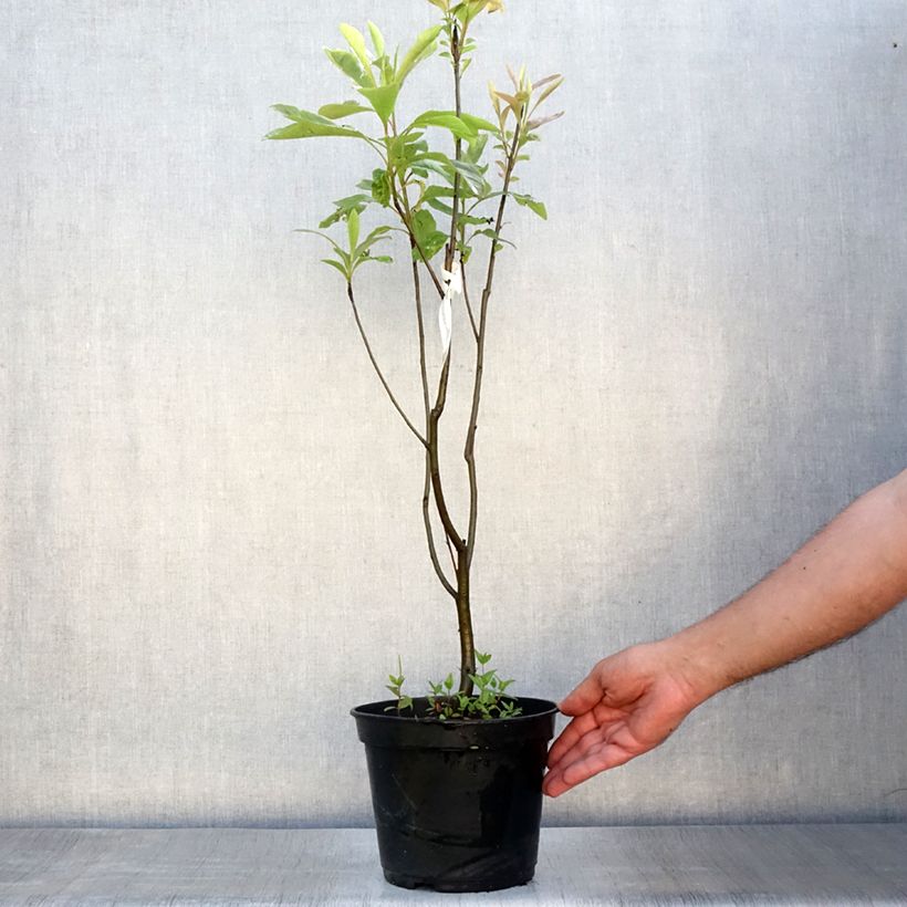 Exemplar von Franklinia alatamaha - Franklinie Topf mit 4L/5L wie im Sommer geliefert