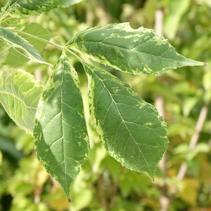 Fraxinus americana Hunky Punk - Weiß-Esche (Laub)