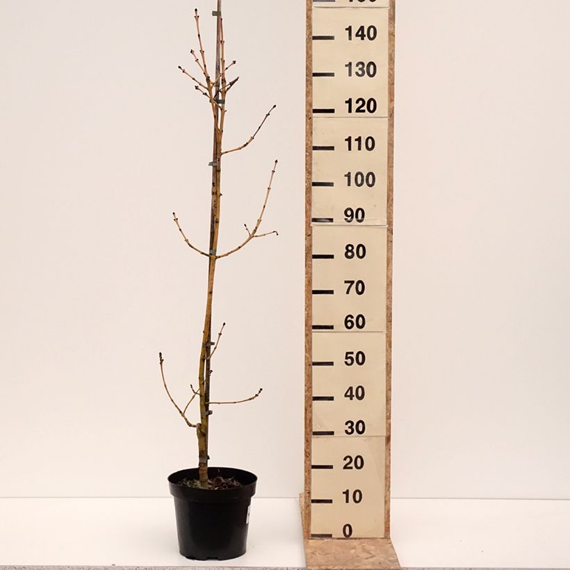 Example of Gemeine Esche Allgold - Fraxinus excelsior Topf mit 7,5L/10L as you get in hiver