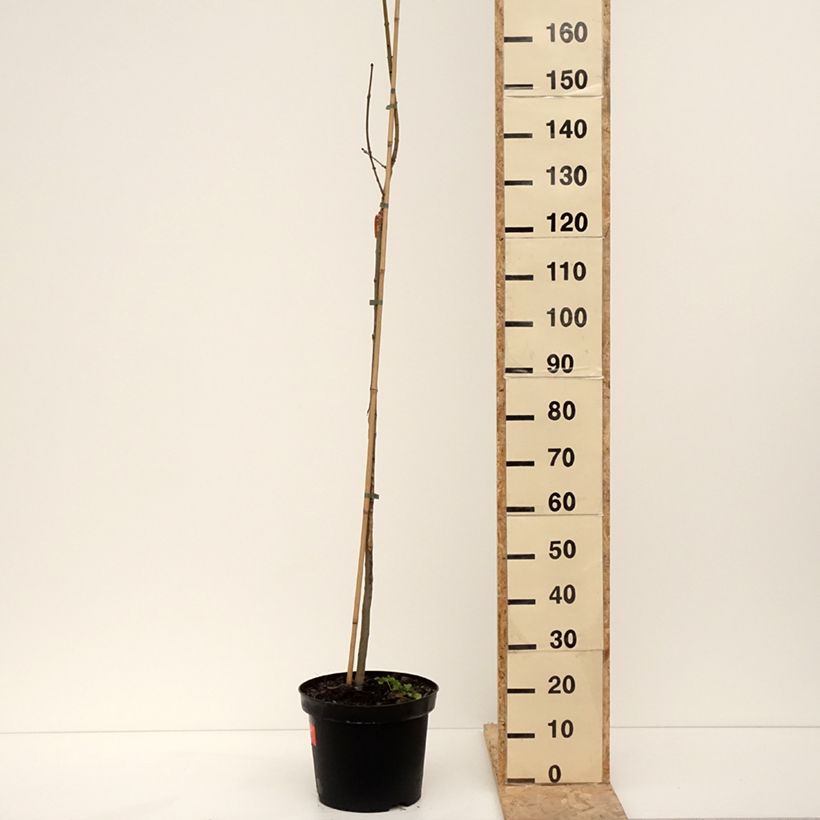 Exemplar von Gemeine Esche Foliis Aureis - Fraxinus excelsior Topf mit 12L/15L, Stamm wie im Winter geliefert