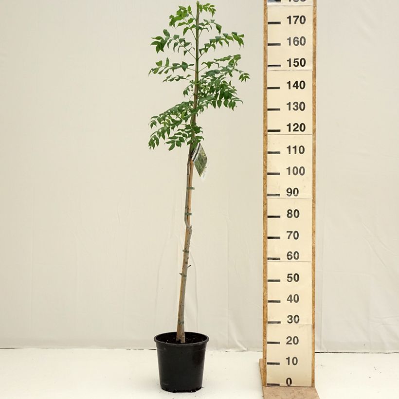 Example of Gemeine Esche - Fraxinus excelsior Topf mit 7,5L/10L as you get in printemps