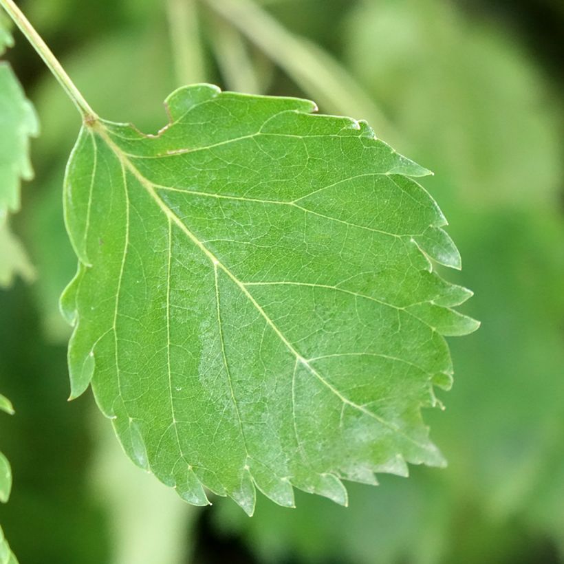 Gemeine Esche Heterophylla Pendula - Fraxinus excelsior (Laub)