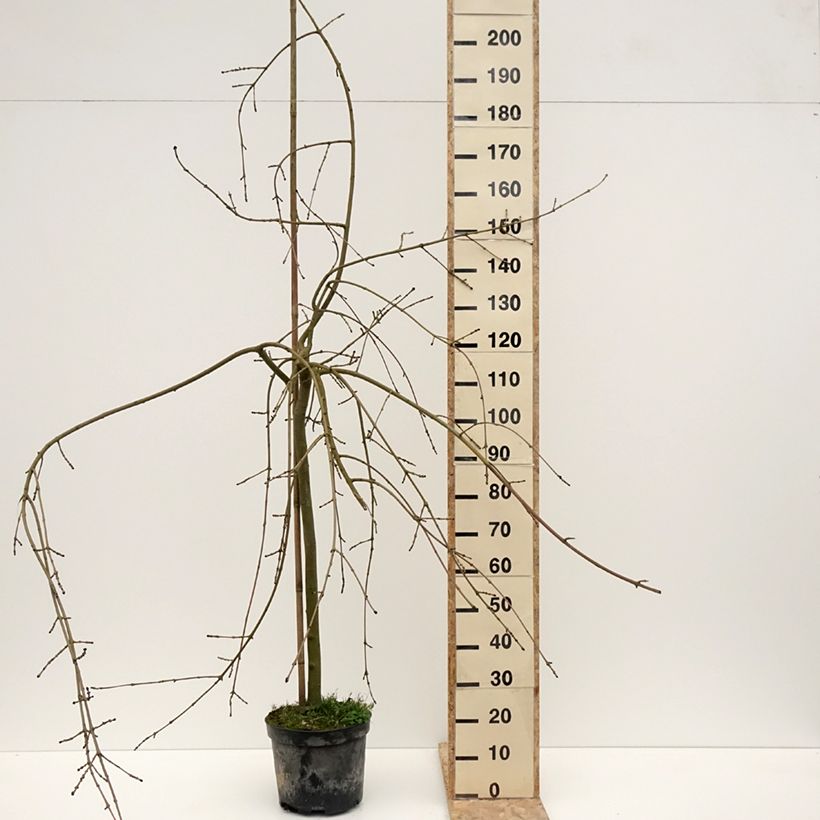 Exemplar von Gemeine Esche Heterophylla Pendula - Fraxinus excelsior Topf mit 7,5L/10L wie im Winter geliefert