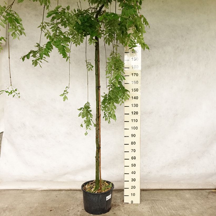 Exemplar von Gemeine Esche Pendula - Fraxinus excelsior Topf mit 30L/35L, Stamm wie im Sommer geliefert