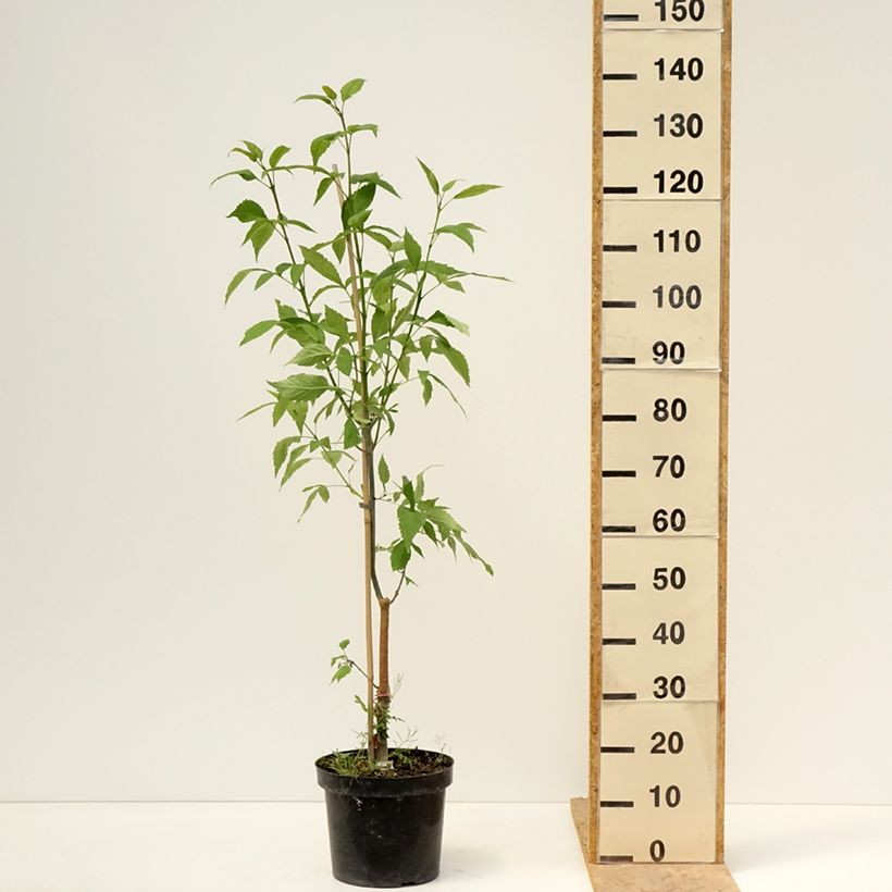 Example of Gemeine Esche Zygmunt Krasiński - Fraxinus excelsior Topf mit 7,5L/10L as you get in printemps