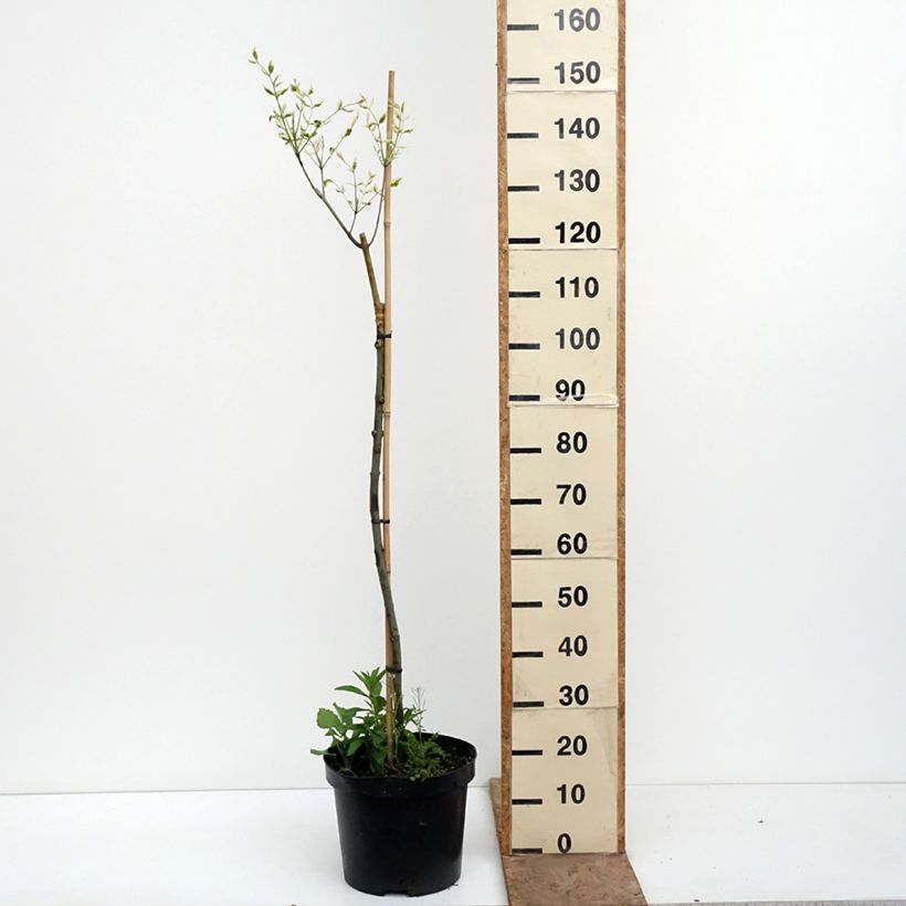 Exemplar von Rot-Esche Argenteomarginata - Fraxinus pennsylvanica Topf mit 7,5L/10L wie im Frühjahr geliefert