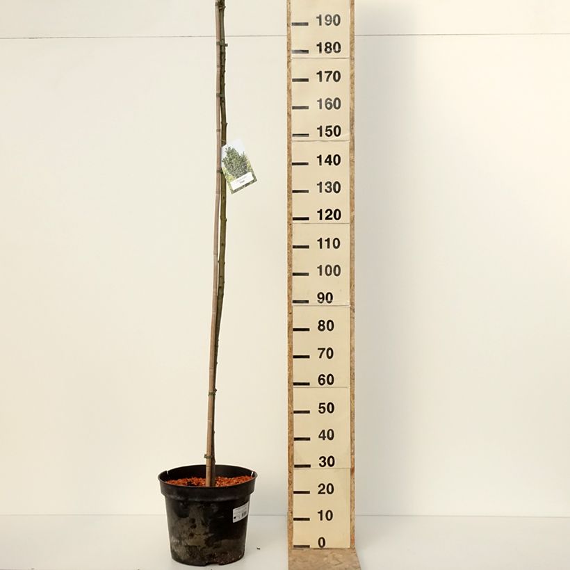 Exemplar von Fraxinus pennsylvanica Crispa - Rot-Esche Topf mit 30L/35L, Stamm wie im Winter geliefert