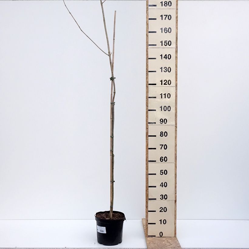 Exemplar von Fraxinus spaethiana - Spaeth-Esche Topf mit 7,5L/10L, Stamm wie im Winter geliefert