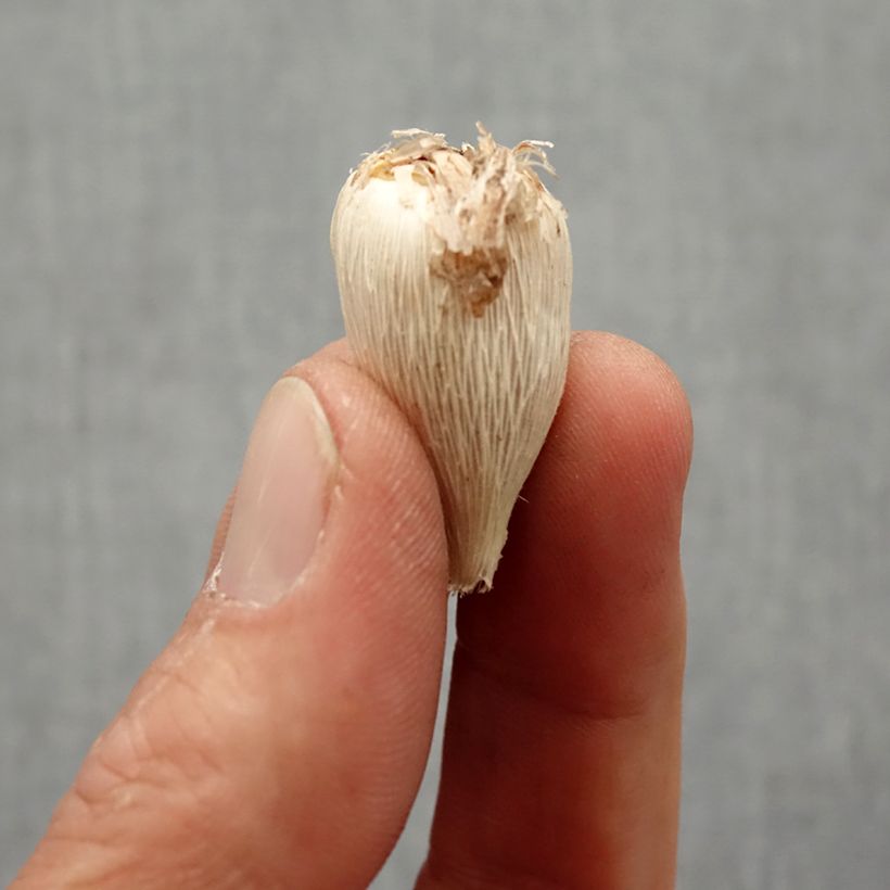 Example of Freesia Double Blue Zwiebel Kaliber/Größe 4+ as you get in printemps