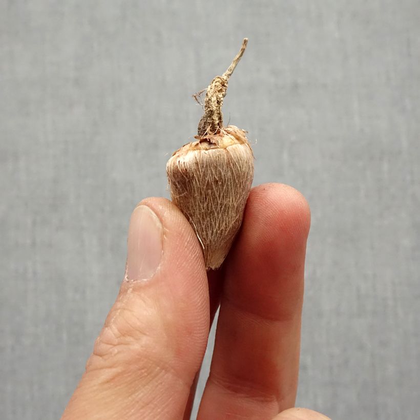 Exemplar von Freesia Double Yellow Zwiebel Kaliber/Größe 5+ wie im Frühjahr geliefert